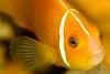 Secrets Of The Reef To Open At Sea Life Brighton %7C Group Travel News