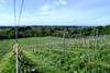 Hencote Vineyard Estate