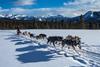 Husky sledding
