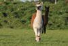 Alpaca stock