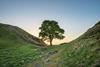 Sycamore Gap at Hadrian’s Wall in Northumberland 